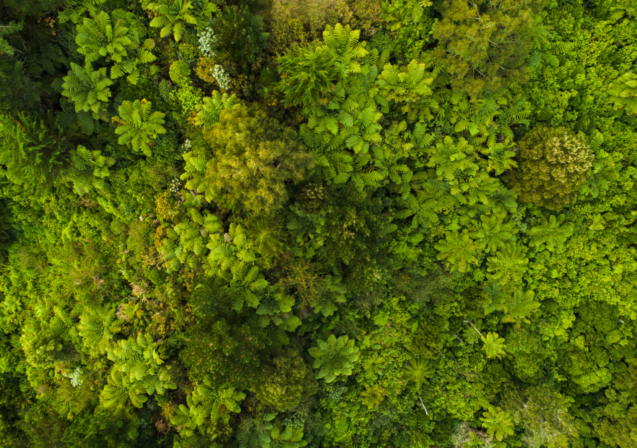 Image of greenery from above.